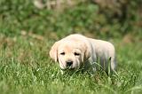 LABRADOR 1166